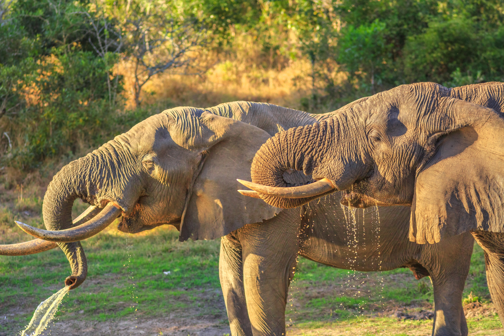 Safari, Tembe Elephant Park