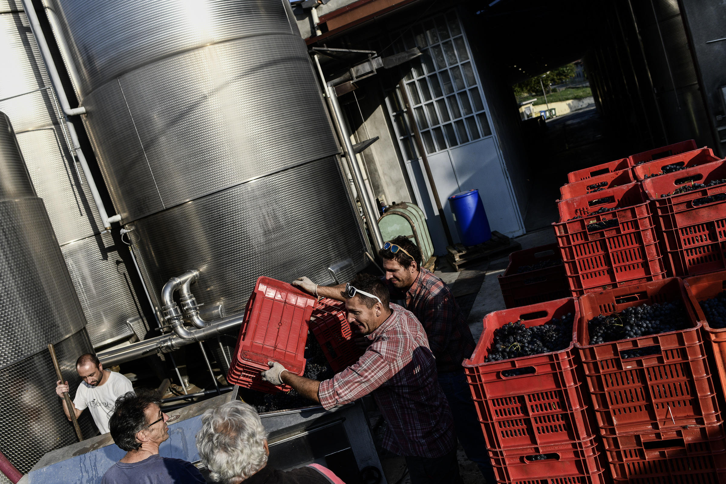 La Vendemmia del Barbera nel Canavese