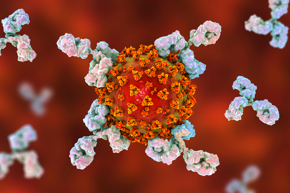 Coronavirus, un super mix di anticorpi ne blocca l&#8217;attacco