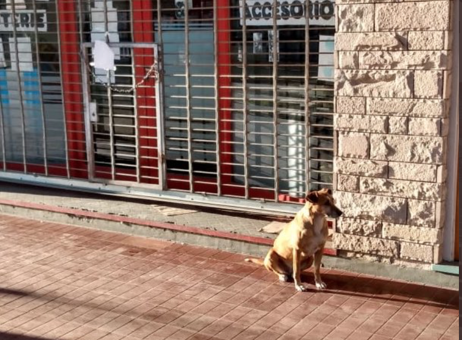 Cane Bianca, aspetta per un mese la padrona defunta