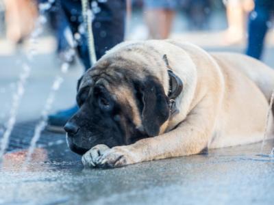 Grazie all’inchiesta de ‘Le Iene’, condannato 58enne di Bergamo che faceva prostituire il cane