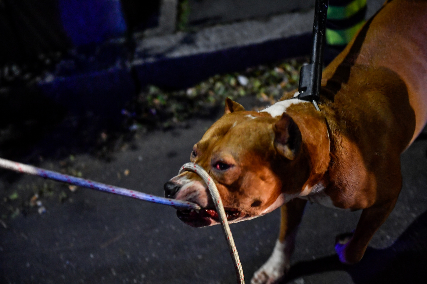 cane aggressivo repertorio