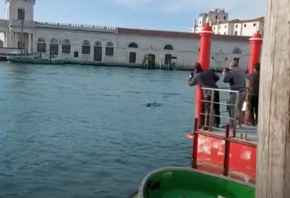 Venezia delfini, Canal Grande