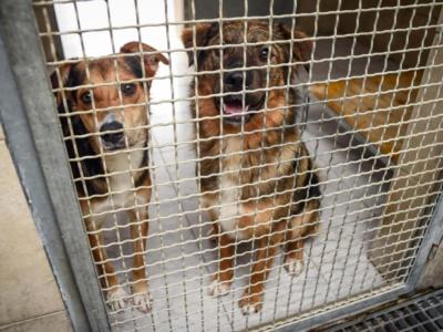 Emergenza Covid e animali, è boom di adozioni di cani e gatti randagi per combattere la solitudine dell’isolamento