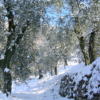 Emilia – Romagna e nord-est, il meteo avverte: arriva la neve anche in pianura, ecco quali saranno i giorni imbiancati
