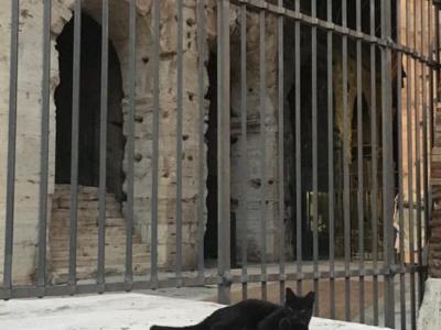 Roma: addio a Nerina, la gatta nera che “custodiva” da dieci anni il Colosseo