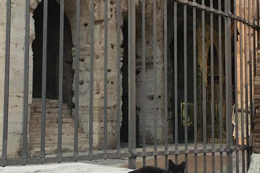 Roma: addio a Nerina, la gatta nera che &#8220;custodiva&#8221; da dieci anni il Colosseo