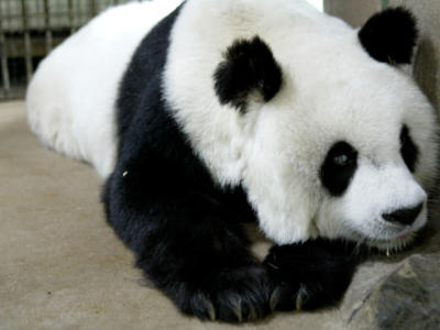 I panda non sono più a rischio estinzione: nel mondo ne vivono 1.800 esemplari