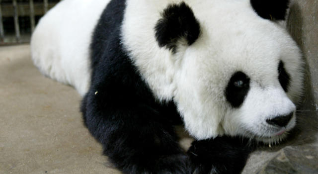 I panda non sono più a rischio estinzione: nel mondo ne vivono 1.800 esemplari