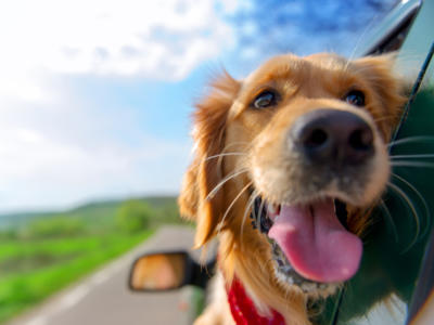 Animali domestici, la Lombardia approverà una nuova legge: nella stessa tomba del padrone