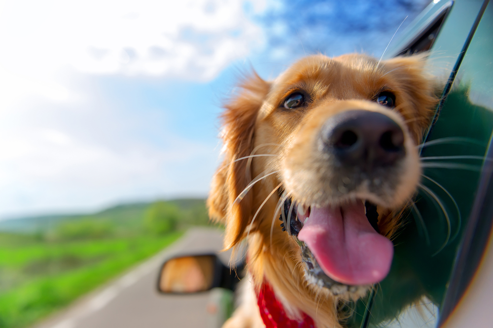 animali domestici, Golden Retriever