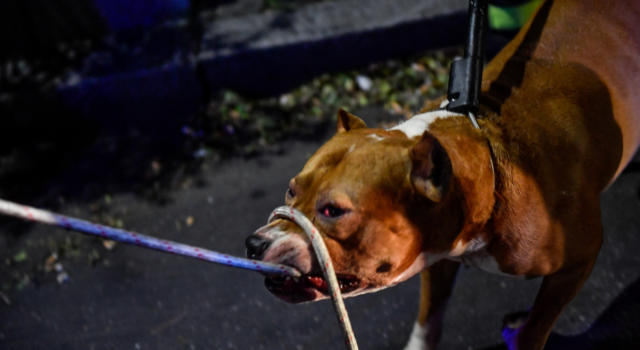 Muore da solo in casa a Treviso, i suoi cinque cani lo sbranano per sfamarsi