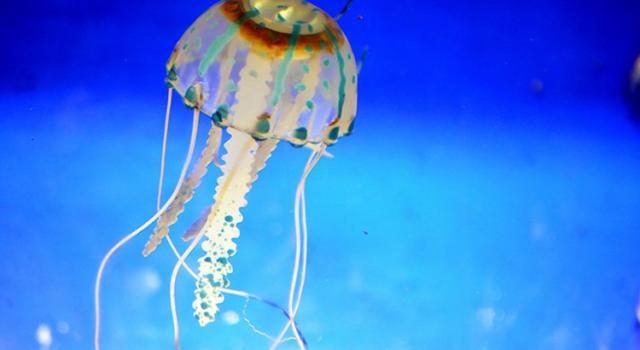Punto da una medusa, muore bambino di 9 anni in vacanza. La cubomedusa-killer, specie che uccide un uomo adulto in pochi minuti