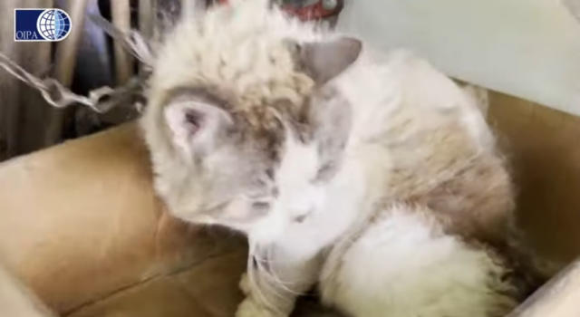 La terribile storia di Nina, la gatta tenuta a catena dentro ad uno scatolone per 10 lunghi anni (VIDEO)