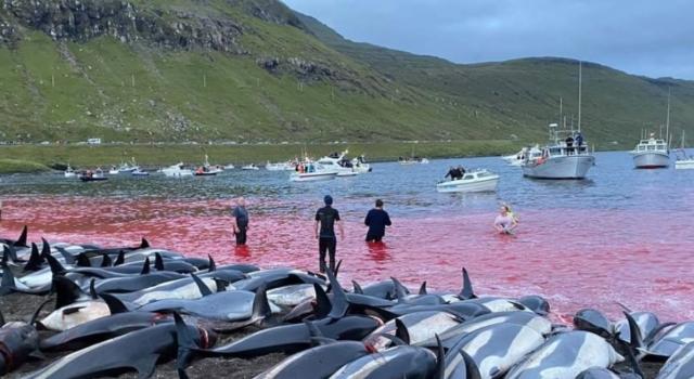 Isole Faroe, si rinnova la triste tradizione: 1500 delfini massacrati. &#8220;Mai vista una mattanza così&#8221;