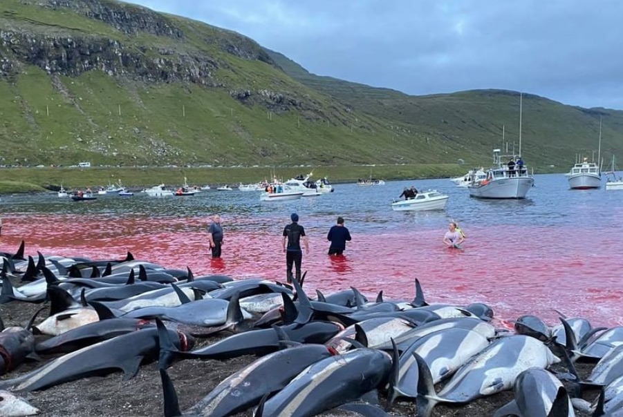 Delfini Isole Faroe