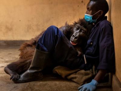 Addio Ndakasi, è morta la gorilla dei selfie