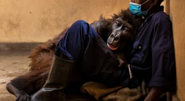 Addio Ndakasi, è morta la gorilla dei selfie