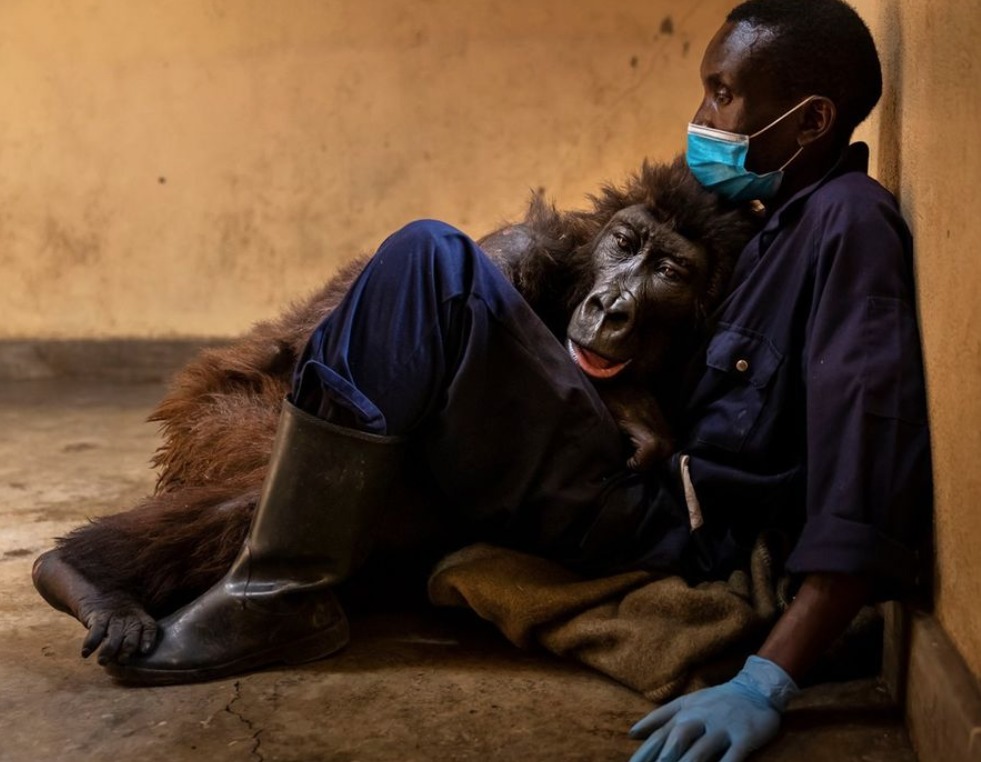 Ndakasi gorilla selfie morte