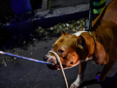 Orrore a Sassuolo, Carla sbranata da due cani nel giardino di una villetta davanti a una bambina