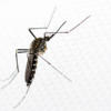 Aedes Koreicus, in Lombardia arriva la zanzara che resiste al freddo