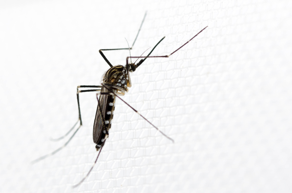 Aedes koreicus, zanzara Corea resistente al freddo