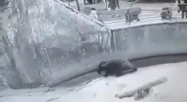 Terrore allo zoo, mamma lascia cadere la bimba nella gabbia dell&#8217;orso (VIDEO)