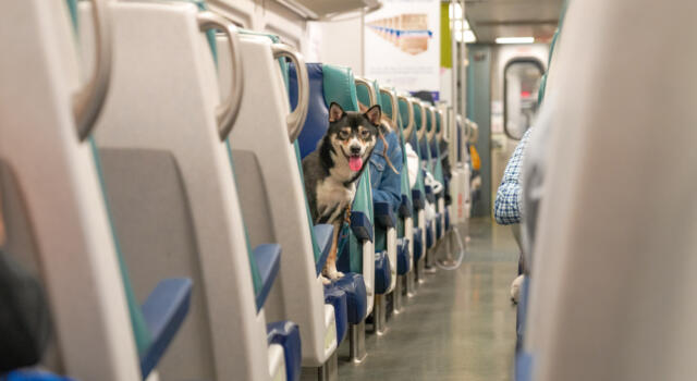 Trenitalia, per l&#8217;estate 2022 il vostro cane viaggia gratis: ecco l&#8217;offerta