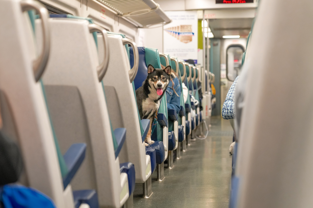 Viaggiare in treno col cane