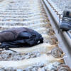 Tragedia a Foggia, 21enne cammina sui binari e viene schiacciato mortalmente dal treno. Suicidio o incidente?