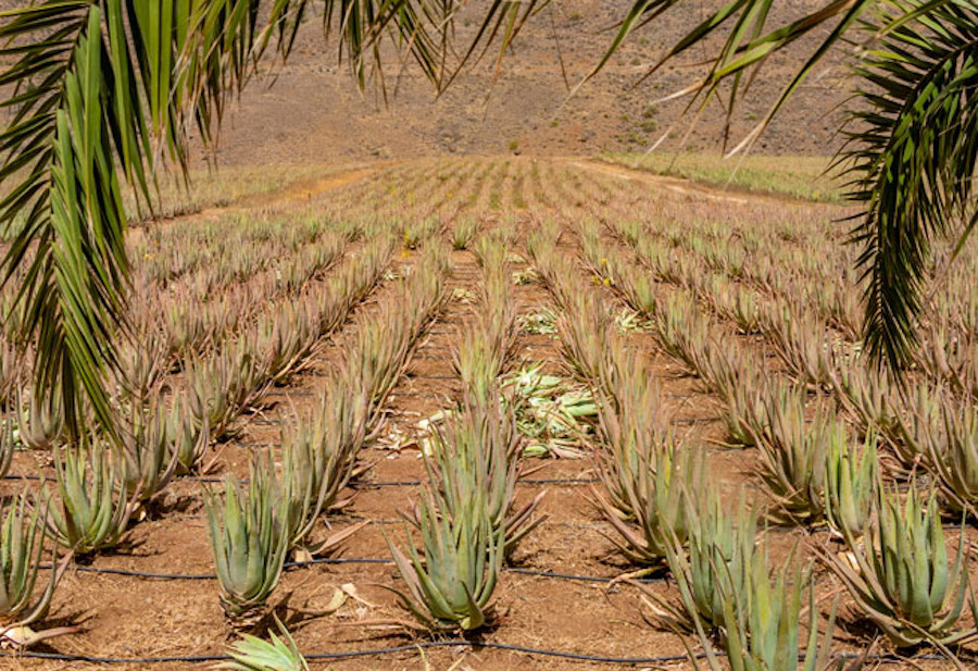 Canarie aloe vera