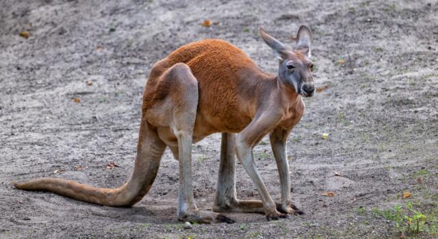 Sbranato e ucciso dal canguro che teneva in casa, orrore in Australia