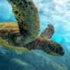 Spagna, rinvenuta la più grande tartaruga marina mai scoperta in Europa