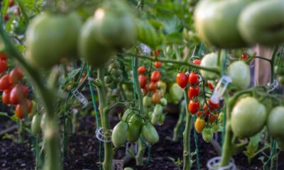 Piante di pomodoro