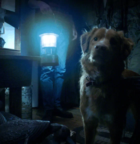 Good Boy (©Good Boy Film)