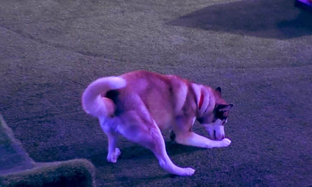 Grande Fratello, DIRETTA della (seconda) SEMIFINALE di Lunedì 15 Dicembre. Koda il cane, il vero vincitore di questa edizione. Omer è il quinto finalista. Domenico eliminato