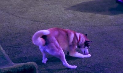 Grande Fratello, DIRETTA della (seconda) SEMIFINALE di Lunedì 15 Dicembre. Koda il cane, il vero vincitore di questa edizione. Omer è il quinto finalista. Domenico eliminato