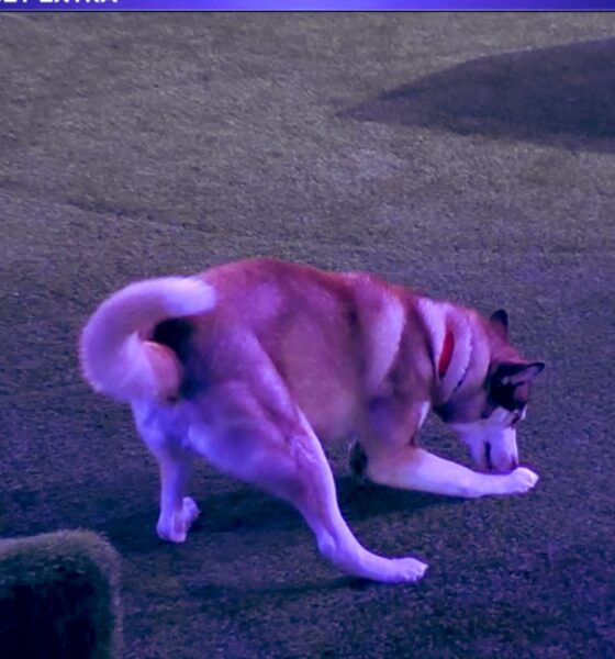 Grande Fratello, DIRETTA della (seconda) SEMIFINALE di Lunedì 15 Dicembre. Koda il cane, il vero vincitore di questa edizione. Omer è il quinto finalista. Domenico eliminato