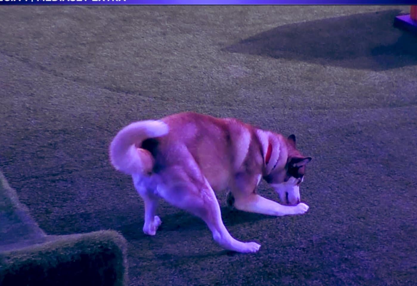 Grande Fratello, DIRETTA della (seconda) SEMIFINALE di Lunedì 15 Dicembre. Koda il cane, il vero vincitore di questa edizione. Omer è il quinto finalista. Domenico eliminato